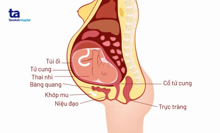 Thay đổi sinh lý của phụ nữ khi mang thai liên quan đến khung chậu