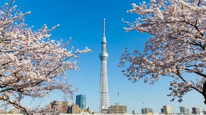 Top 10+ Địa điểm Du lịch Tokyo Hấp Dẫn Nhất 2026
