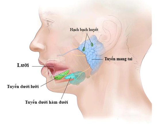 Triệu chứng viêm tuyến nước bọt