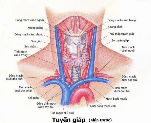 Tuyến Giáp Nằm Ở Đâu? Vị Trí, Chức Năng và Lưu Ý Quan Trọng