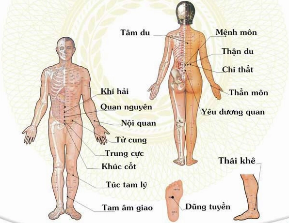 Huyệt Quan Nguyên: Bí Quyết Tăng Cường Sức Khỏe Toàn Diện Vị trí huyệt Quan Nguyên trên cơ thể