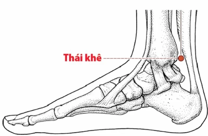 Huyệt Thái Khê: Chìa Khóa Vàng Cho Sức Khỏe Thận & Sinh Lý Vị trí huyệt Thái Khê trên mắt cá chân