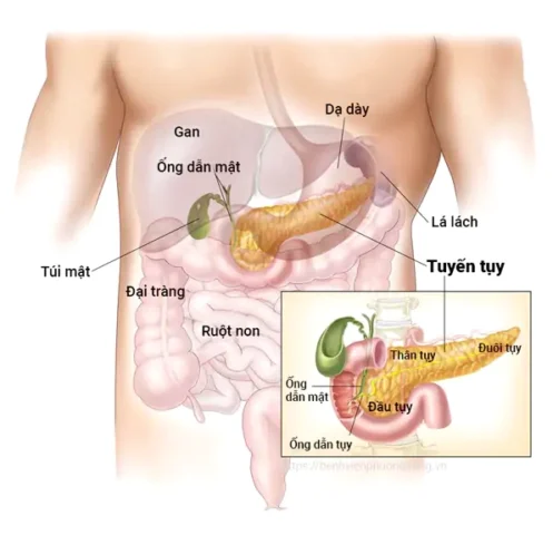 Tuyến Tụy Là Gì? Chức Năng, Vai Trò và Bệnh Lý Liên Quan Vị trí và cấu tạo tuyến tụy