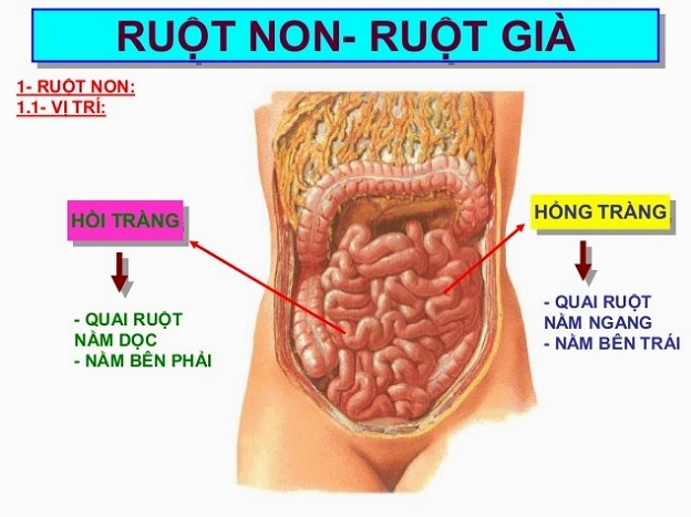 Viêm Hồi Tràng: Nguyên Nhân, Triệu Chứng & Cách Điều Trị Tối Ưu 2026