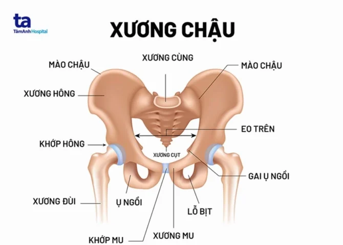 Xương Mu: Vị Trí, Chức Năng và Giải Đáp Mọi Thắc Mắc