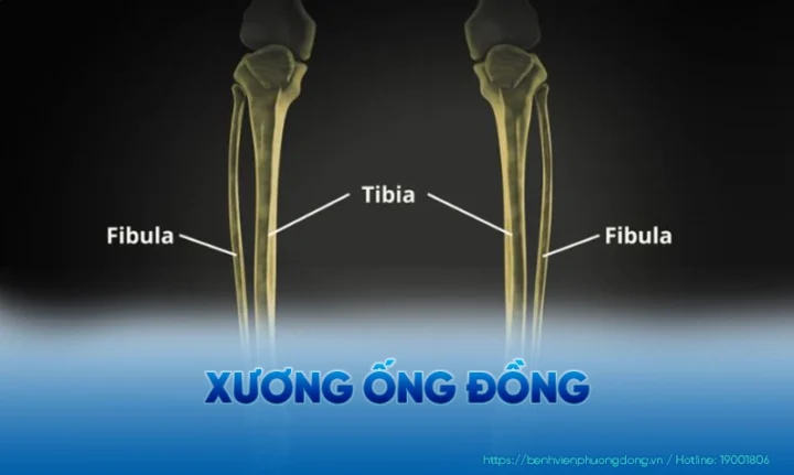 Xương Ống Đồng Là Gì? Giải Đáp Chi Tiết & Vai Trò Quan Trọng Xương Ống Đồng Là Gì? Giải Đáp Chi Tiết & Vai Trò Quan Trọng